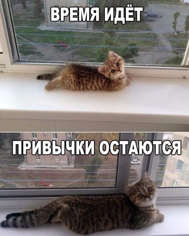 Забавные картинки с надписями до слез (11 фото) Забавные картинки с надписями до слез (11 фото)