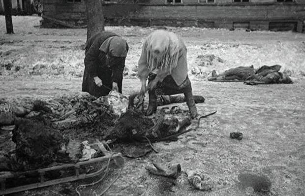 Убитая осколком лошадь - пища добытая после артобстрела./ Фото: rambler.ru