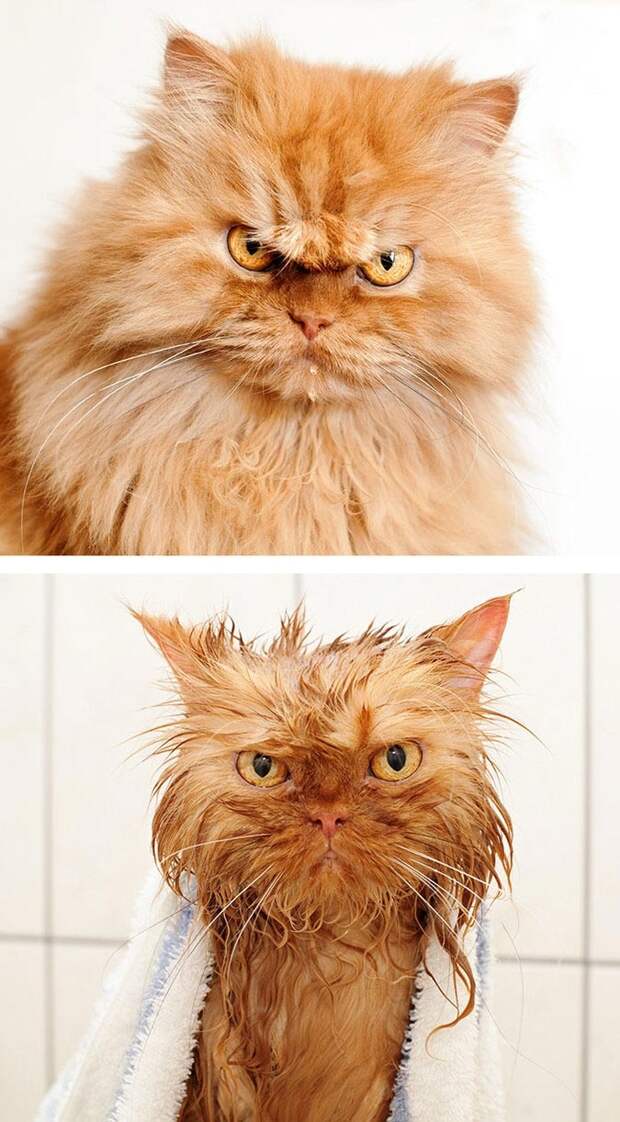 15 смешных животных до и после принятия ванной, которые ненавидят это дело всей душой