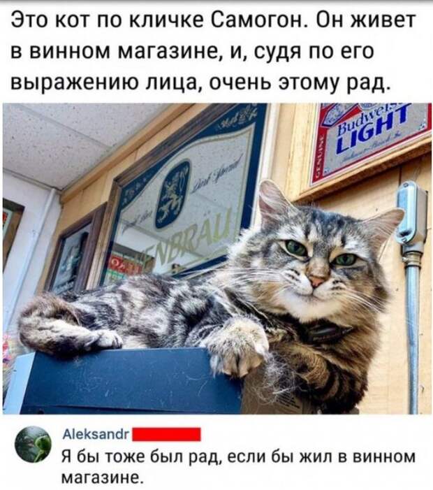 юмор в картинках (27)