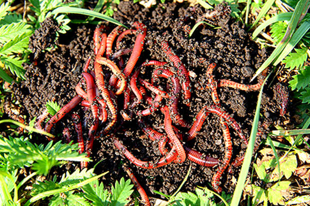 Земля, переработанная дождевым червем (гумус) – крайне важна на участке, особенно, если вы высадили молодые растения