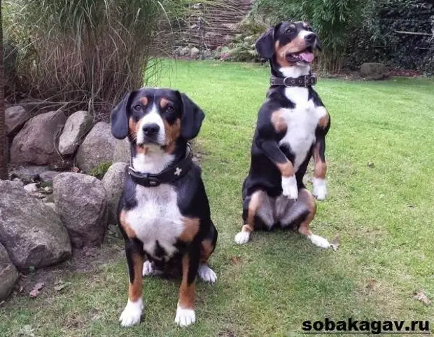 Швейцарский зенненхунд собака. Описание, особенности, уход и цена породы