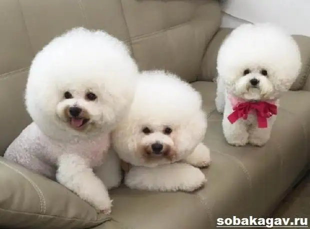 Бишон фризе собака. Описание, особенности, уход и цена бишон фризе