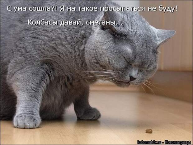Лучшие котоматрицы недели (50 фото)