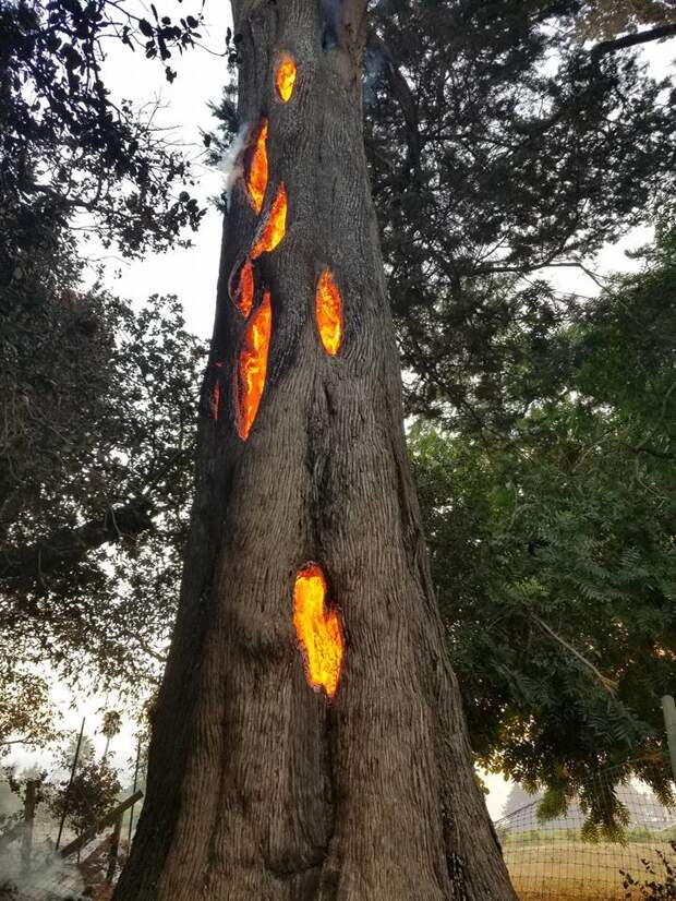 Мужчина нашёл треснувшее дерево, сгорающее изнутри Мэтью Макдермотт, в мире, дерево, калифорния, пожар, природа