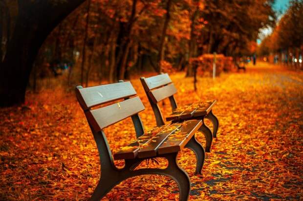 Сквер. Фото: pixabay.com