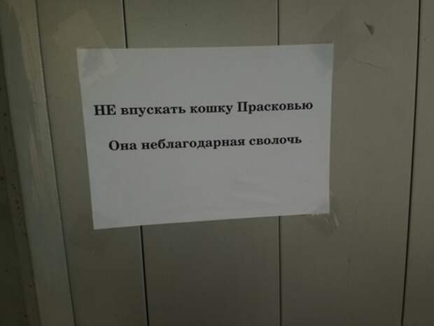 Прикольные объявления объявления, прикол, юмор