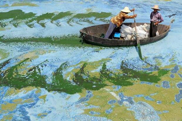 13. Зацветшая вода озера Чаоху, Китай мир, реальность, фотография