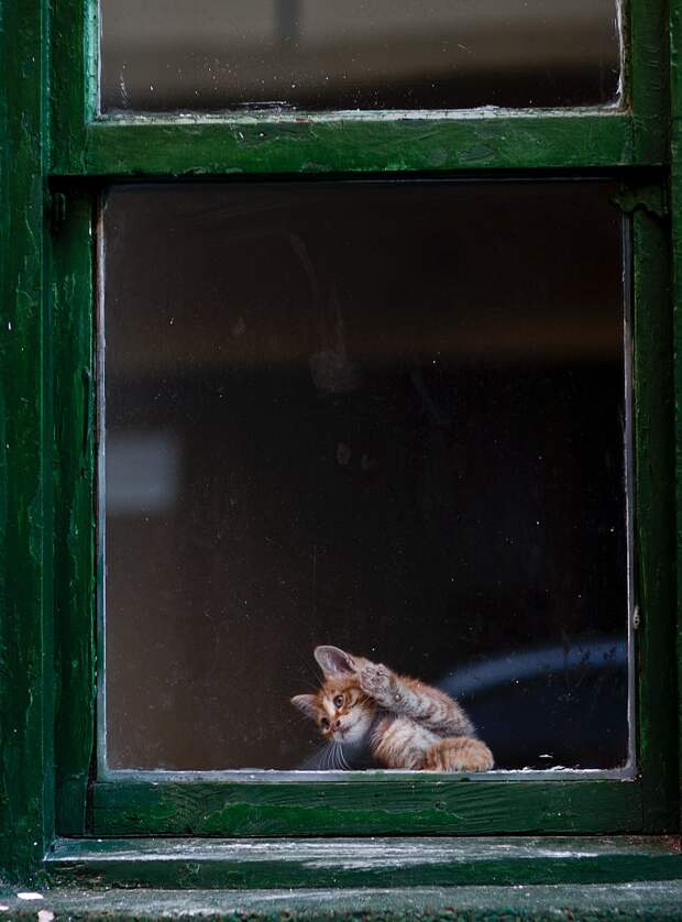 зачем кошки играют с мышами кот