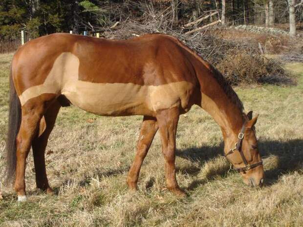 Пристяжная лошадь: определение, особенности и интересные факты