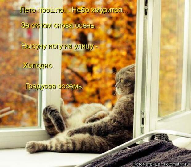 Котоматрицы (картинки с надписями)