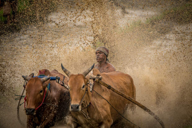 Традиционная гонка на быках в Индонезии
