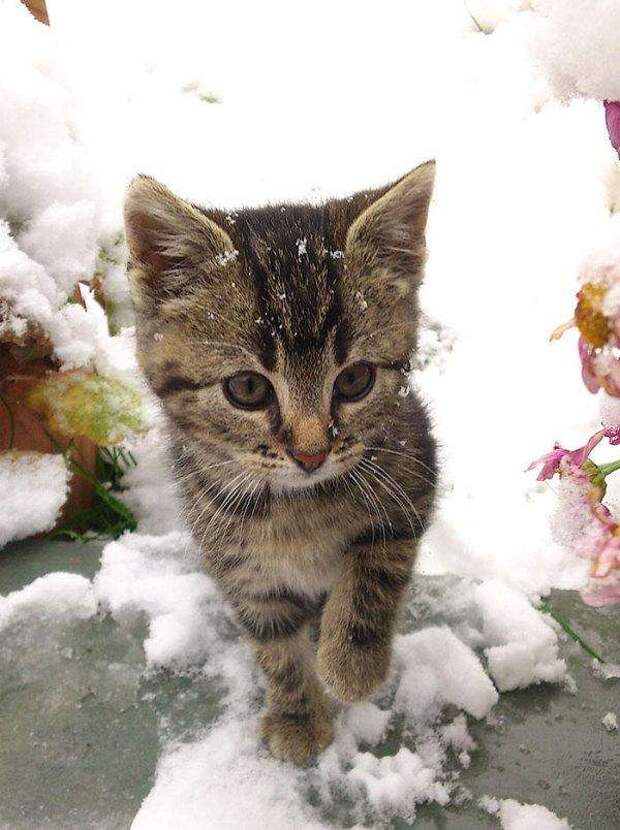 animals-and-first-snow-kitten2