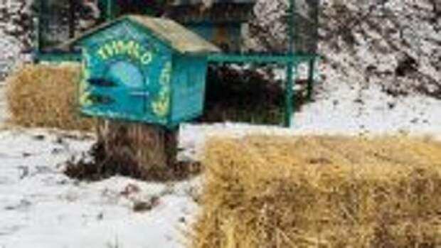 Сурок Тимка предсказал раннюю весну