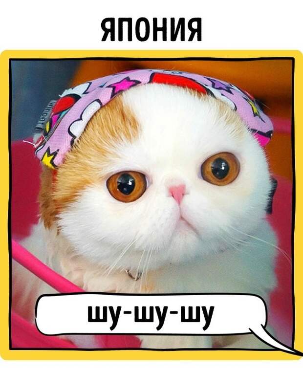 Как в разных странах подзывают кошек животные, коты, прикол
