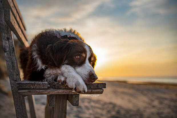 My boy in the sunset by Janine Arenz on 500px.com