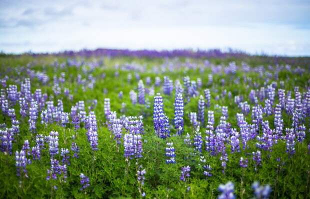 fantastic lupine nature during icelandic trip at summer time