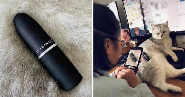 Котики могут быть полезны Котики могут быть полезны