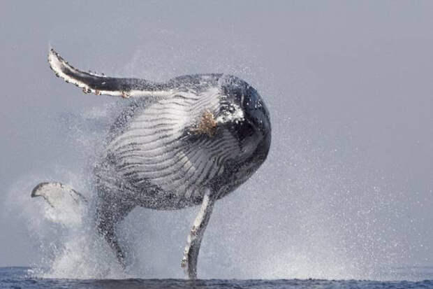 Фотограф запечатлел парящего кита. Невероятные кадры!