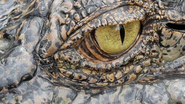 An Alligator Eating A Stingray For A Snack Is Not Something You See Every Day