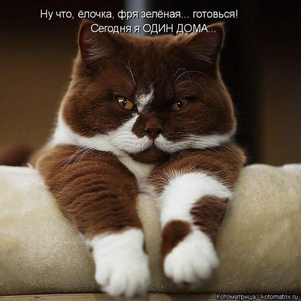 Лучшие котоматрицы недели Лучшие котоматрицы недели