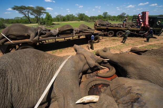 Спасение и перевозка стада слонов
