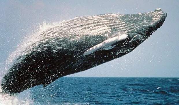 У берегов Чукотки зафиксировали резкое снижение числа горбатых китов