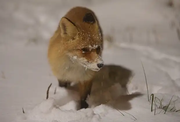 Житель Челябинска столкнулся с дикой лисой у "Алмаза"