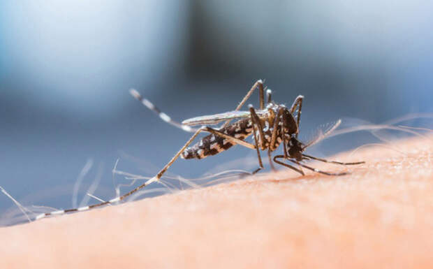 Попытка заболеть малярией