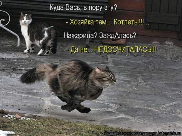 Котоматрицы