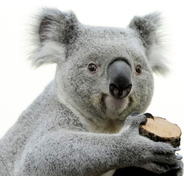 Удивительные факты о коалах
