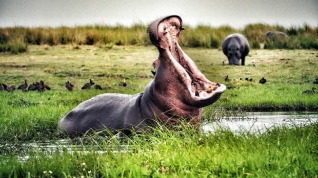 Pablo Escobar’s ‘Cocaine Hippos’ Are Now Attacking People In Colombia