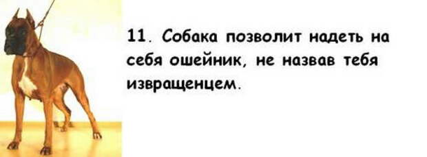 Почему собака лучше жены Почему собака лучше жены