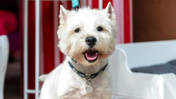 Маркет для животных будет открыт на мероприятии «Моспитомец х Четвероногий друг»