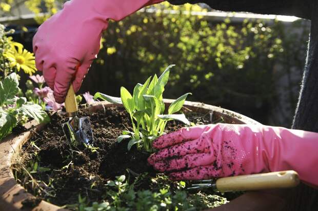 Дом Лента: для мини-огорода лучше использовать утепленные балконы