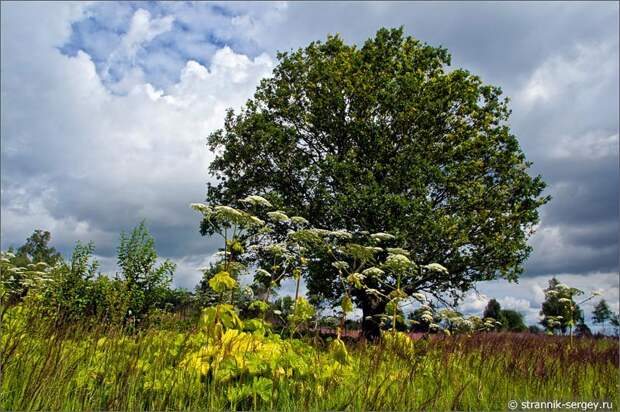 Полевые цветы луга борщевик дуб