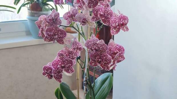 Как легко пробудить спящие почки на цветоносе орхидеи