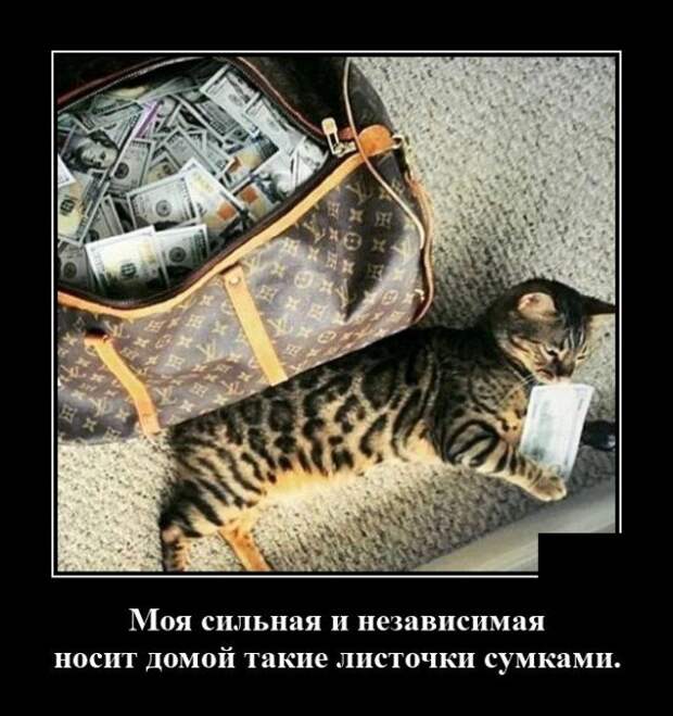 Демотиватор про кота и хозяйку
