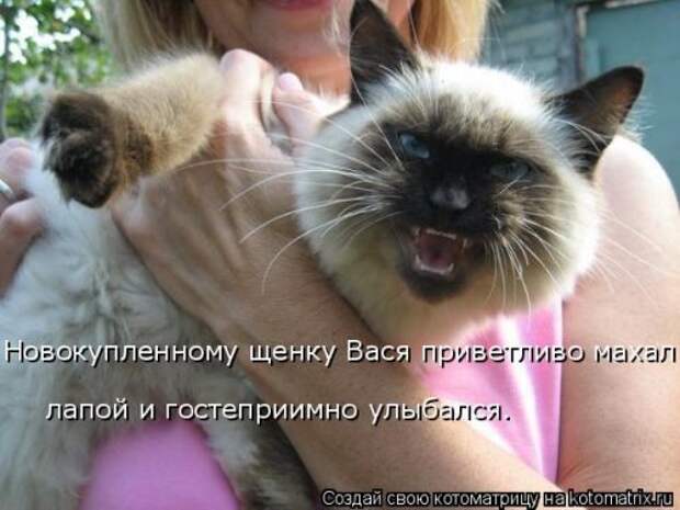 Новая котоматрица (39 фото)
