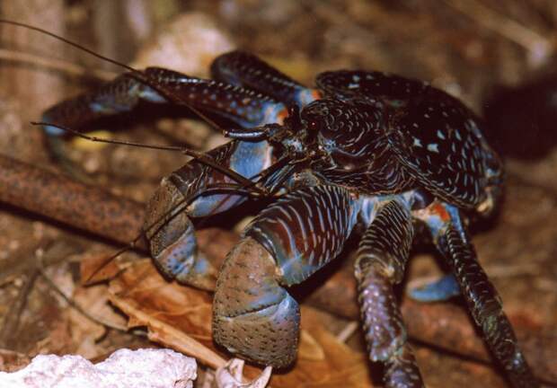 Coconutcrab20 Самый крупный представитель членистоногих, кокосовый краб!