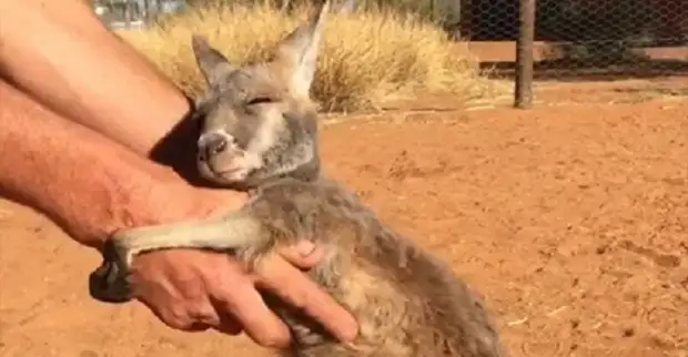 Малыш кенгуру безумно любит обниматься