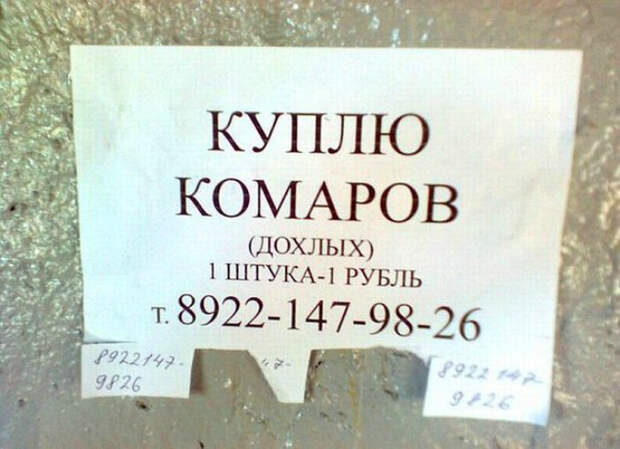 Зачем кому-то трупы комаров...| Фото: Милая Я.