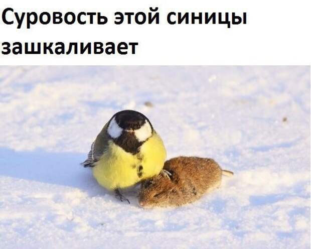 Смешные картинки с надписями прикол, юмор