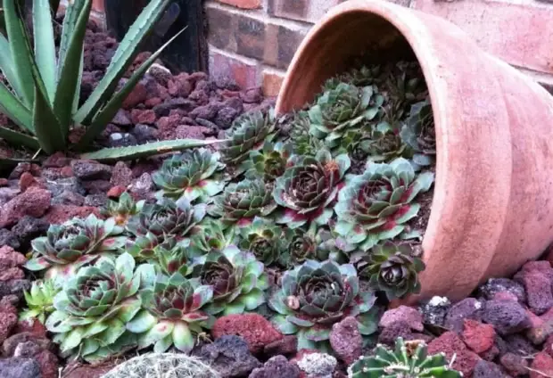 15 красивых растений, которые лучше всего подходят для альпийской горки