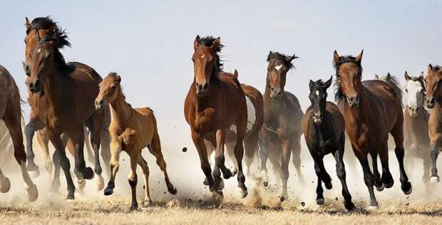 Фотопроект Equus: Красота Лошади