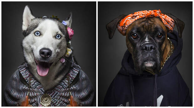 Если бы собаки были людьми портреты животных, собаки, фотопроект