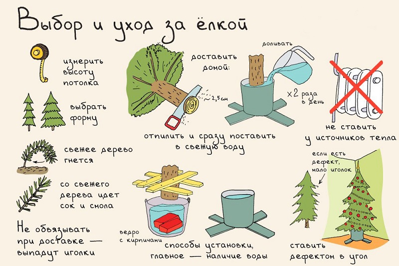 как ухаживать за елкой