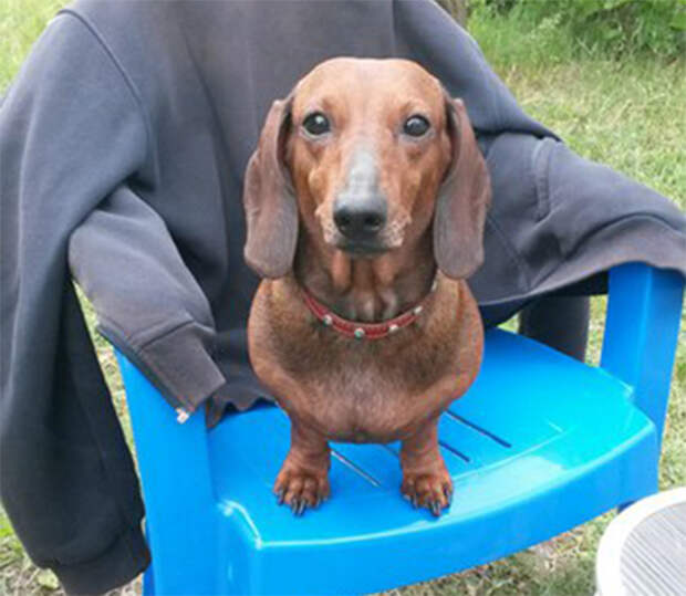 Собака городского охотника: размышления вынужденного лентяя