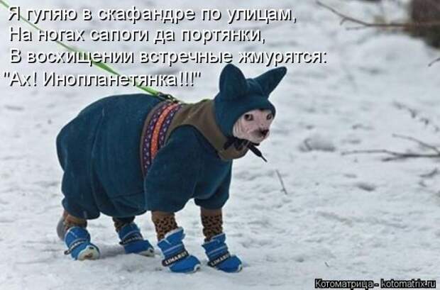 Лучшие котоматрицы недели (50 фото)