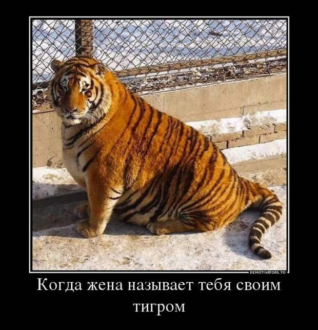 Смешные демотиваторы для настроения (10 фото)